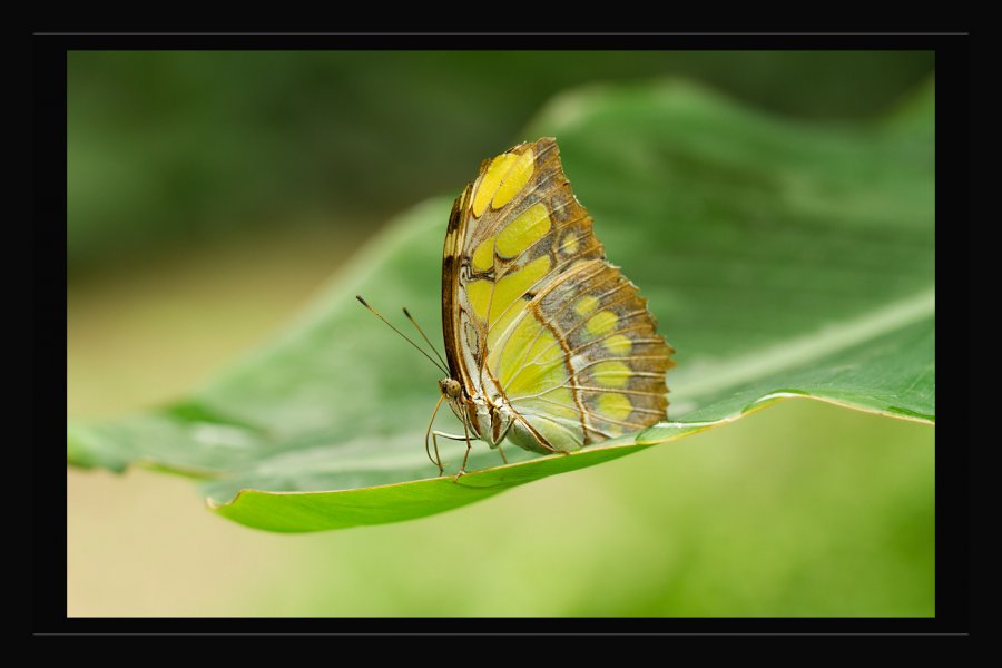 Motyl-6.jpg