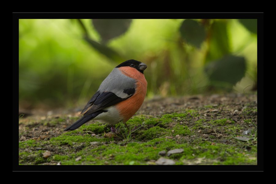 ZOO-10a.jpg