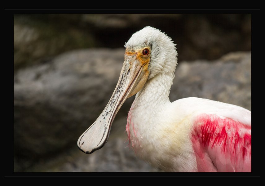 ZOO-4.jpg