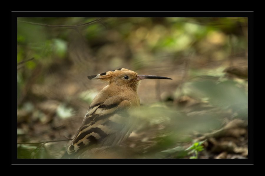 Zoo-12a.jpg