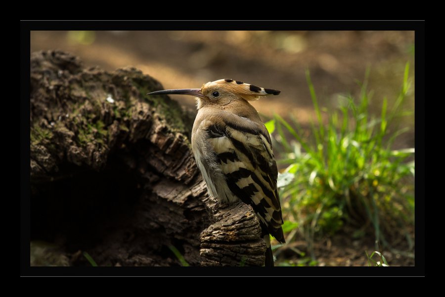 Zoo-15a.jpg