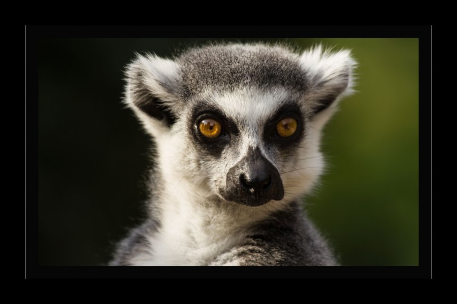 Zoo-1a.jpg