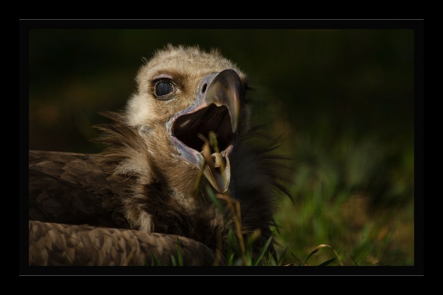 Zoo-6a.jpg