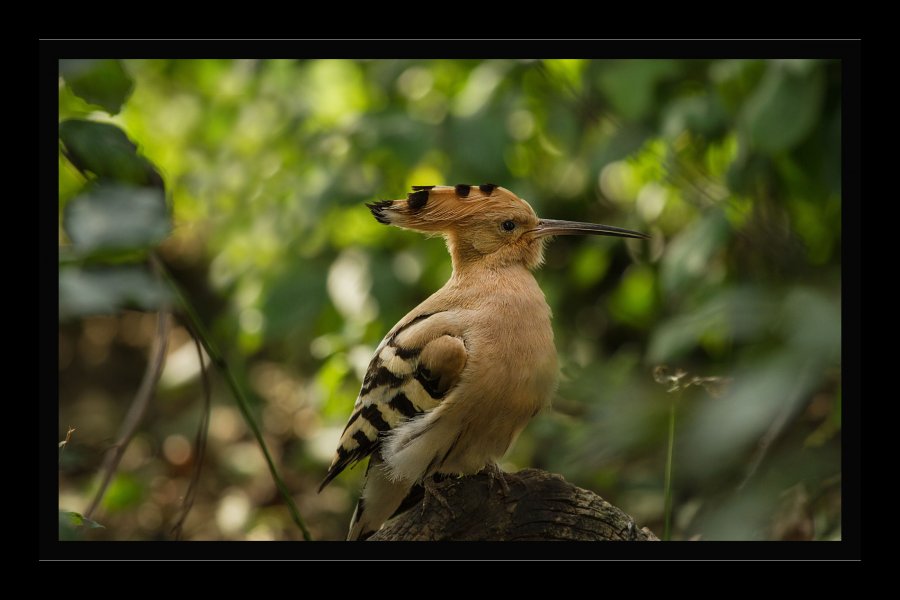 Zoo-8a.jpg