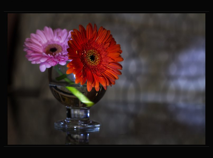 gerbera-1.jpg