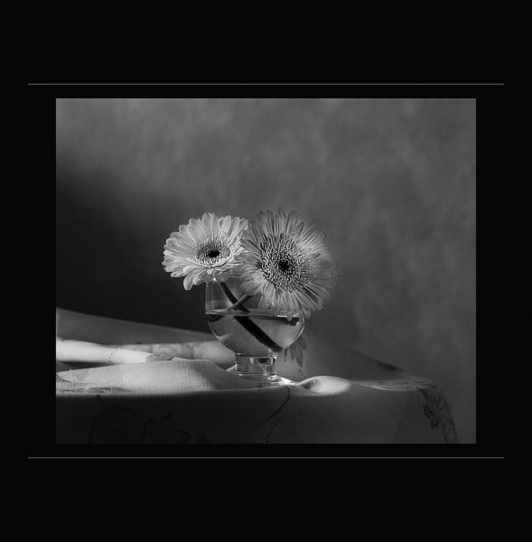 gerbera-2.jpg