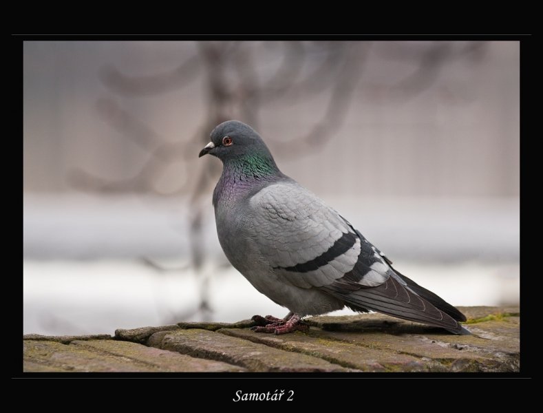 holub-1.jpg