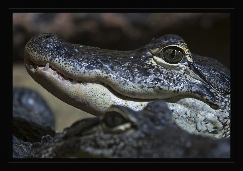 kroko1.jpg
