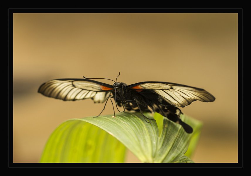 motyl-1.jpg