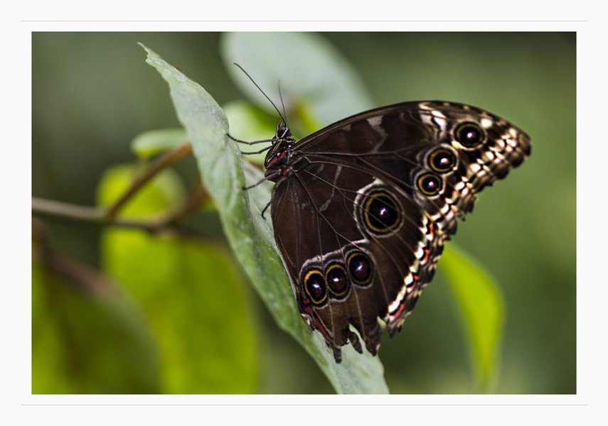motyl-6.jpg