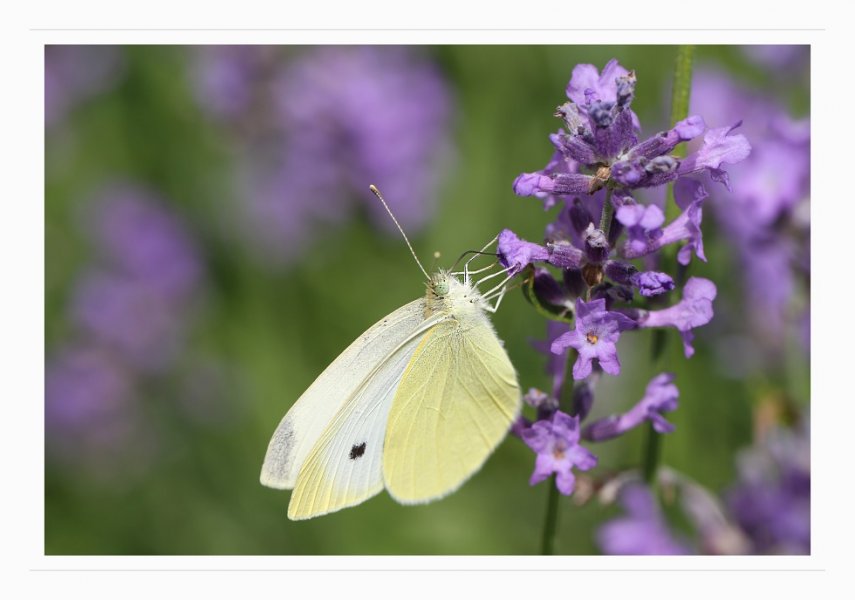 motyl-a-levandule.jpg
