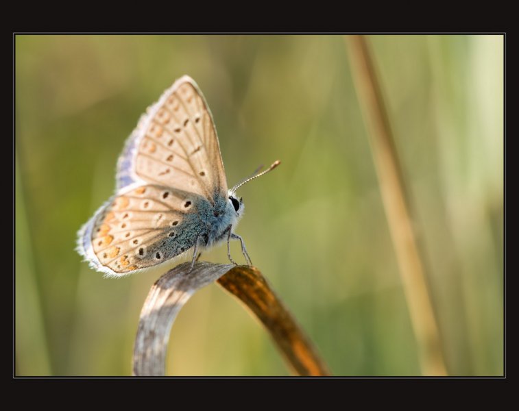 motyl-aa.jpg