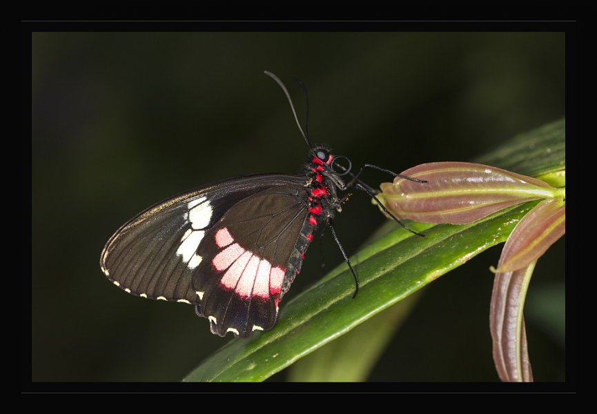 motyl8.jpg