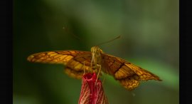 Motyl-1.jpg
