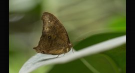 Motyl-2.jpg