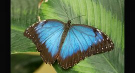 Motyl-3.jpg