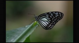 Motyl-4.jpg