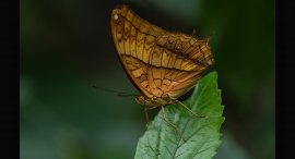 Motyl-5.jpg