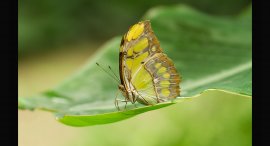 Motyl-6.jpg