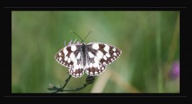 Motyl-u-reky-1.jpg