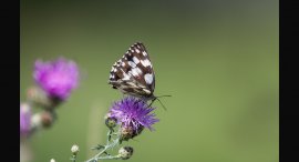 Motyl-u-reky-3.jpg