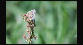 Motyl-u-reky-4.jpg