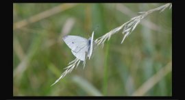 Motyl-u-reky-5.jpg