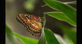 Papilonia-3.jpg