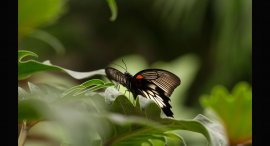 Papilonia-4.jpg