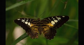 Papilonia-6.jpg