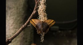 Papilonia-7.jpg