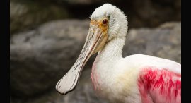 ZOO-4.jpg