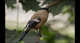 Zoo-11a.jpg