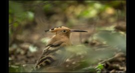 Zoo-12a.jpg