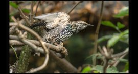 Zoo-14a.jpg