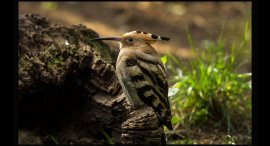 Zoo-15a.jpg