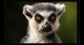 Zoo-1a.jpg