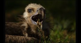 Zoo-6a.jpg