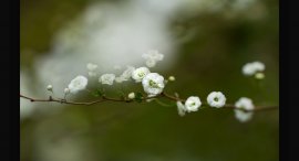 dendrologicka-1.jpg