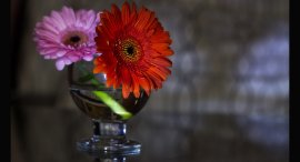 gerbera-1.jpg