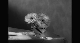 gerbera-2.jpg