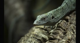 jester-3a.jpg