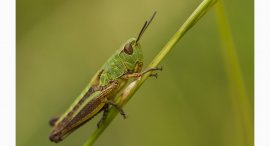konik-a.jpg