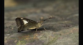 motyl-2.jpg