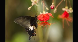 motyl-4.jpg