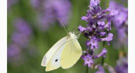 motyl-a-levandule.jpg