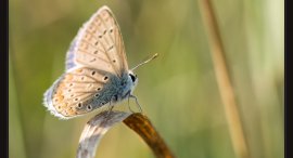 motyl-aa.jpg