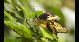 motyl3.jpg