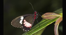 motyl8.jpg