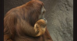 orangutan.jpg